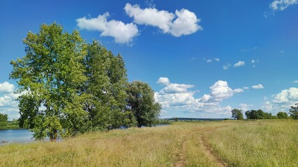 Fototapeta na wymiar road in a field near tall birches against a blue sky