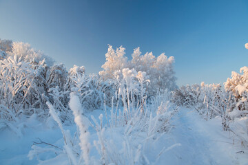 Winter landscape with snowy trees