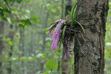flower attached to trees in the dense forest