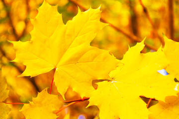 autumn landscape with bright colorful foliage. Indian summer.