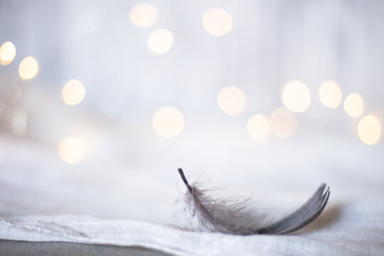 Grey Black Feather On A Whit Bokeh Background White Gold Bokeh Backdrop