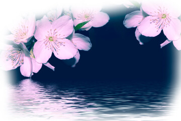 White jasmine The branch delicate spring flowers