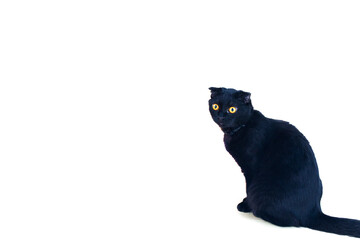 Black cute cat is sitting in a funny pose on the floor.