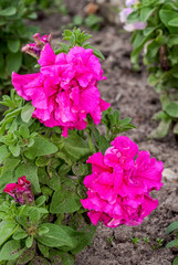 Petunia (Petunia hybrida) in garden, Central Russia