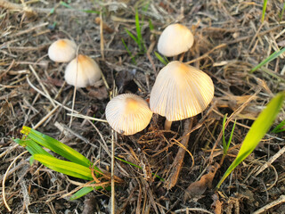 Inedible mushrooms growing in the forest.