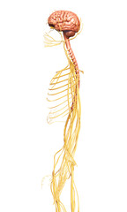 3d rendered medically accurate illustration of the nervous system
