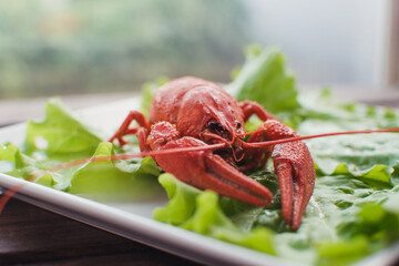 Hot delicious crayfish on a plate. Crayfish. Red boiled crawfishes. Lobster closeup.