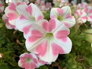 Petunia Surfinia Heartbeat. White flowers with pink hearts in beautiful petals.
