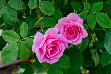 Photo of a rose bush with blooming pink color for greeting in a nature park, Sofia, Bulgaria 