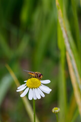 a friendly bee pollinates a beautiful wild flower called daisy.
