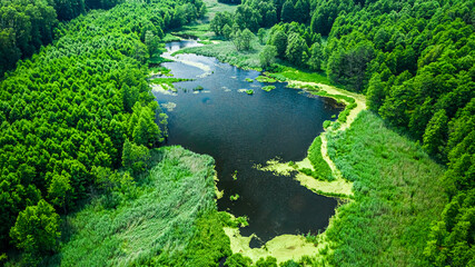 Green algae on the river in spring, Poland