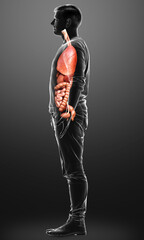 3d rendered medically accurate illustration of male  Internal organs