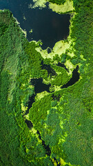 Top view of green algae on the river in spring