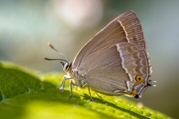 Purple hairstreak butterfly