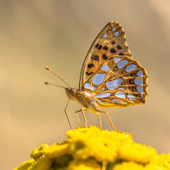 Queen of Spain fritillary