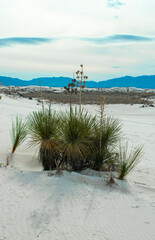 Desert plant growing in gypsum, white sands national park New Mexico. 