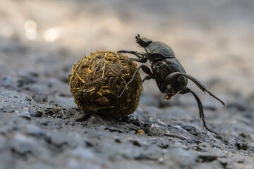 plugging dung beetle solving problems