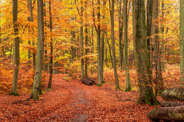 Golden trees in autumn forest in Poland, Europe