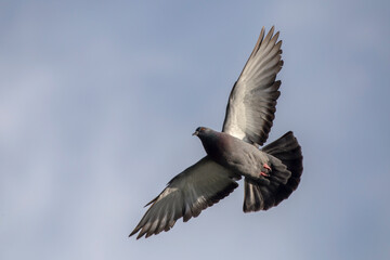 Pigeon flying on the blue sky. Rock dove or common pigeon (Columba livia).