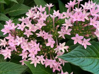 Naklejka premium Beautiful gilliflower in the garden on a summer day ,Needle flowers are available in many colors, such as pink, red, purple.