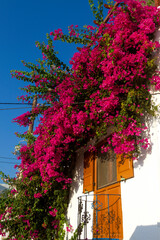 Bougainvilleas in front of a traditional house in Tilos island, Dodecanese, Greece, Europe