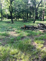 a tree in the forest