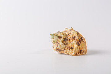 Spiral seashell closeup on white background