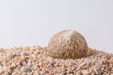 Spiral seashell closeup on white background