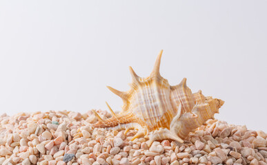 Obraz premium Spiral seashell closeup on white background