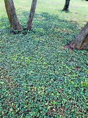 green leaves on the ground