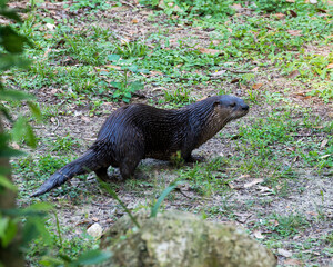 Otter animal Stock Photos.  Otter animal close-up profile view. Walking on foliage. Brown colour