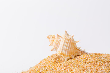 Spiral seashell closeup on white background