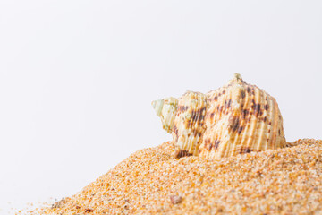 Spiral seashell closeup on white background