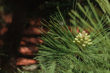 Fresh cones on spruce branches with long thorns, day light, natural colors, depth of field 