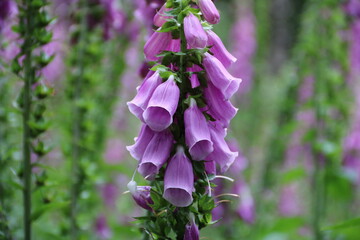 Roter Fingerhut mit Bl&uuml;ten