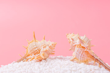 Obraz premium Spiral shell closeup on pink background