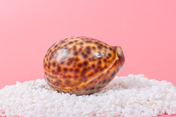 Spiral shell closeup on pink background