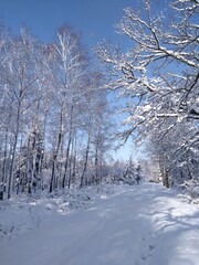 Schneebedekter Weg und  Wald mit blauem Himmel