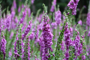 Roter Fingerhut blüht prächtig