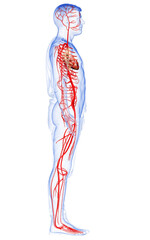 3d rendered medically accurate illustration of male arteries