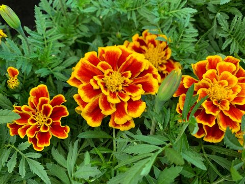 Tagetes patula, the French marigold, is a species of flowering plant in the daisy family, with thousands of different cultivars in brilliant shades of yellow and orange.