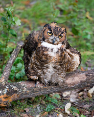 Owl bird Stock Photos. Picture. Portrait. Image. Owl bird close-up profile view perched with blur background.
