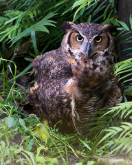 Owl bird Stock Photos.  Owl bird perched with bokeh background.