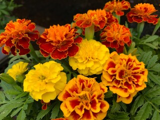 Many marigold varieties are arranged in orange, yellow, green petioles.