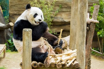 Obraz premium Panda Crushing Wood