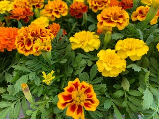 Fototapeta premium Many marigold varieties are arranged in orange, yellow, green petioles.