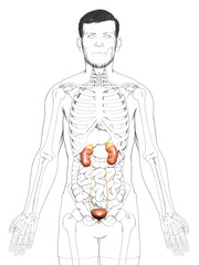 3d rendered, medically accurate illustration of the kidneys