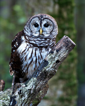 Owl bird Stock Photos. Picture. Portrait. Image. Owl bird  close-up profile view, perched with blur background.  Big eyes. 