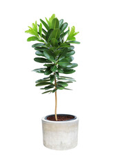 Green tree in cement pot isolated on white background