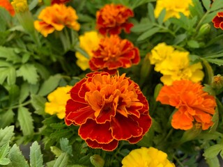 Fototapeta premium Many marigold varieties are arranged in orange, yellow, green petioles.